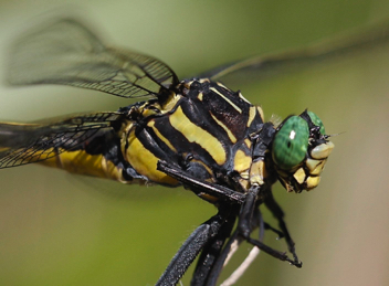 Hagenius brevistylus, female